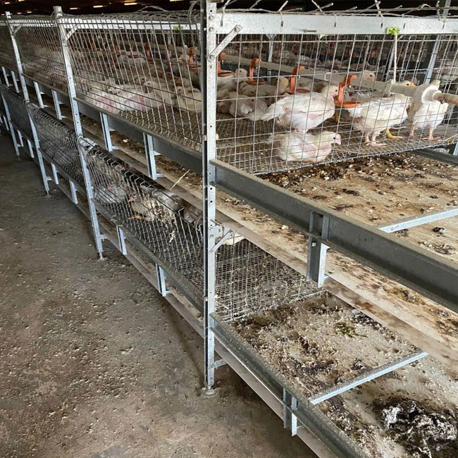 Εξοπλισμός 0 κτηνοτροφικής παραγωγής κοτετσιών καλλιέργειας κλουβιών κοτόπουλου σχαρών μωρών