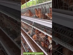 195x38x38cm, 195x41x41cm 90, 120 Birds Layer Chicken Cage Poultry Farming Equipment