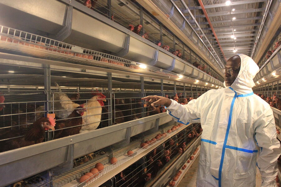 Κίνα Henan Silver Star Poultry Equipment Co.,LTD Εταιρικό Προφίλ