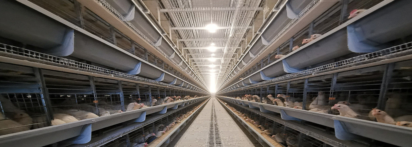 ποιότητας Κλουβί κοτόπουλου μπαταριών εργοστάσιο