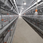 Hot Dipped Broiler H Type Chicken Cage Full Automatic