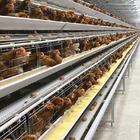 Hot Dipped Broiler H Type Chicken Cage Full Automatic