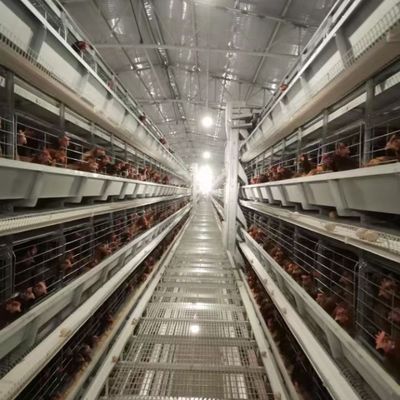 Automated H-Type Broiler Cage System for High-Density Commercial Poultry Farming with Hot-Dip Galvanized Protection