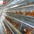 Long Time A Type Farm Chicken Battery Cages For Layers Double Cold Galvanized