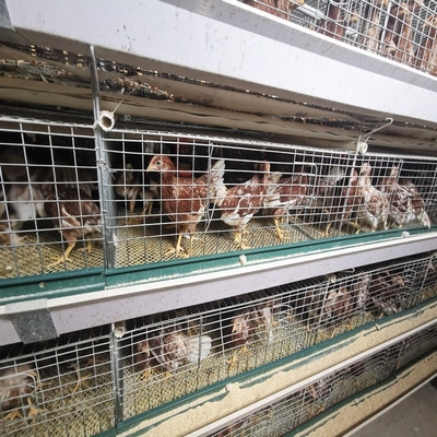 Poultry Farm Baby Chick Brooder Cage Day Old Battery Pullet Rearing Cage
