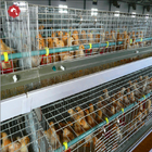 Big Size 85*62.5*50Cm Broiler Chicken Cage H Type Anti Corrosion