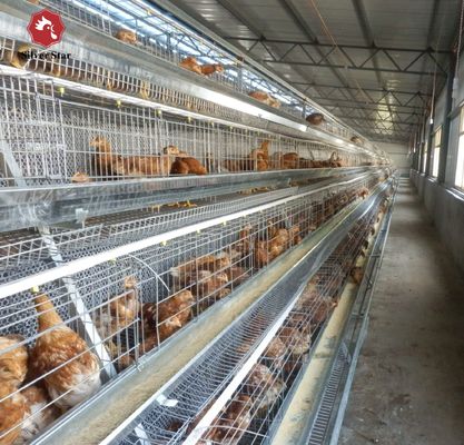 Automated H-Type Broiler Cage System with Hot-Dip Galvanizing for High-Density Farming & Automatic Manure Cleaning
