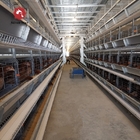 H Type Chicken Farm Battery Cages Dubai Large Scale Laying Hens 275g / M2