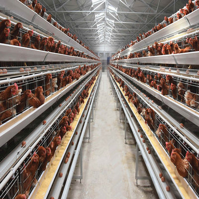 Turnkey H-Type Layer House Equipment and Multi-Tier Battery Cages