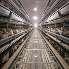 A / H Type Layer Poultry Cages , HDG 54-384 Chicken Egg Laying Machine