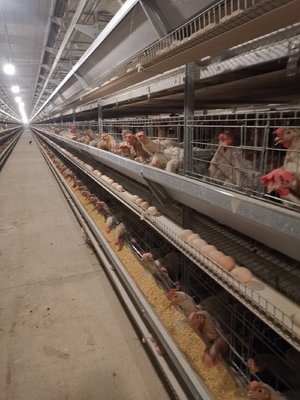 H Type Layer Chicken Cage Automatic Poultry Equipment Battery Cage For Layer Chicken