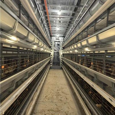 Layer Chicken Cage The Optimal Solution for Modern and Profitable Poultry Farming