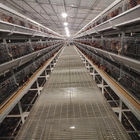 20000 Birds Battery Chicken Layer Cage H Type For Pakistan Farm 2mm