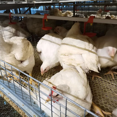 Commercial H Type Broiler Cage System for Large Scale Poultry Farms
