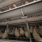 90-160Birds A Type Chicken Cage , Q235 Steel Layer Farming Equipment