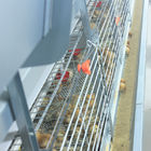 Q235 Steel Broiler Cage System , 108-144 Birds 4 Tier Layer Cage