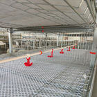 10000 Birds H Type Broiler Chicken Cage Battery System Material