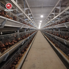 Modern Automatic Broiler Chicken Farming Equipment H Type Poultry Broiler Cage for Nigeria