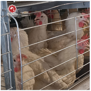 144 Birds Full Automatic Poultry Battery Cage Chicken Egg Layer Cage