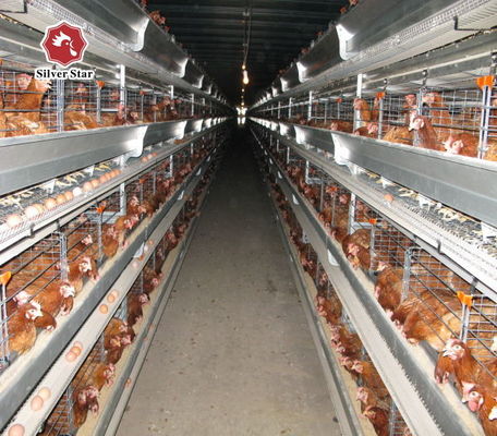 Αυτόματο σύστημα κλουβιών μπαταρίας για κοτόπουλα τύπου H για εμπορικές εκτροφικές εκμεταλλεύσεις κοτόπουλων με ζεστό γαλβανισμό 3-8 βαθμίδων