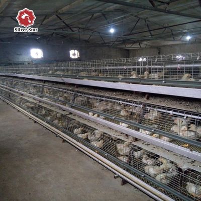 Βέλτιστη τιμή Συστήματα κλουβιών για κοτόπουλα τύπου Α Αυτοματοποιημένο κλουβί για κοτόπουλα τύπου Α για 1000 50000 κοτόπουλα