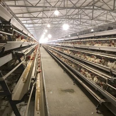 Ανθεκτικό στρώμα κλουβί κοτόπουλου με 3 ή 4 στρώσεις για χρήση χώρου και μακροχρόνια αντοχή στη διάβρωση Κατάλληλο για εκμεταλλεύσεις πουλερικών