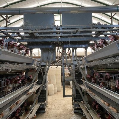 Πουλερικά H Τύπος 3 Βαθμίδα 4 Βαθμίδες Όρνιθες ωοπαραγωγής Στρώση αυγών Κλουβί κοτόπουλου