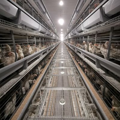 Φαρμακείο απευθείας H-Type Broiler Battery Cage System με ζεστή γαλβάνωση, μαλακά πλαστικά στρώματα και αυτοματοποιημένο καθαρισμό κοπριάς για εμπορικές εκμεταλλεύσεις κοτόπουλων με κρέας