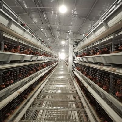 Συστήματα κυψελών με μπαταρίες για κοτόπουλα στρώματος Προμηθευτής εξοπλισμού εκτροφής πουλερικών