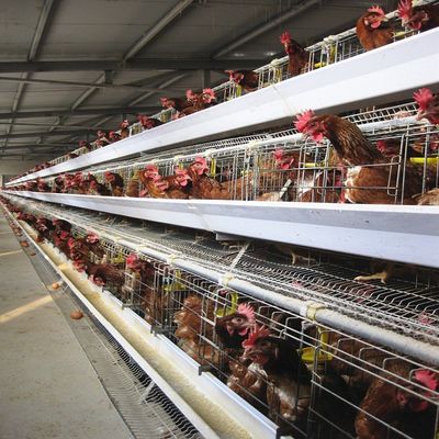 Τριεπίπεδο / τετραπίπεδο στρώμα τύπου Α Κλουβί κοτόπουλου με αυτόματη τροφή και συλλογή αυγών