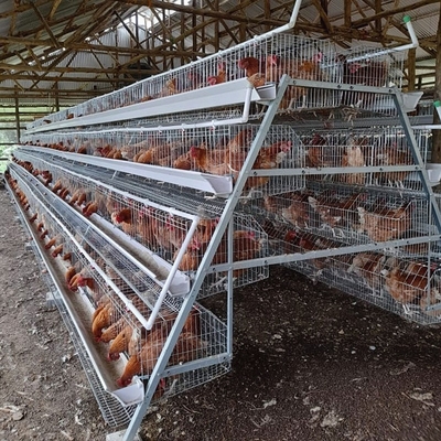 Battery 50000 Layers 5 Tier Broiler Cage System HDG Steel Material