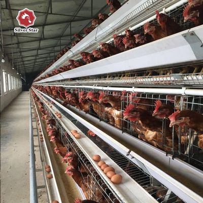 Σύστημα κλωβοστοιβάδας κοτόπουλων Τύπου Α με σχεδιασμό 3 επιπέδων / 4 επιπέδων, αυτόματη τροφοδοσία & συλλογή αυγών, γαλβανισμένος εν θερμώ χάλυβας για πτηνοτροφεία