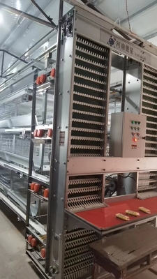 Full Automatic Laying Chicken Cages Egg Layer Cage For Africa Poultry Hens Farms