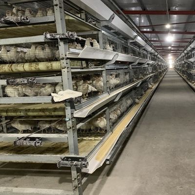 Automated H-Type Broiler Battery Cage System with Hot-Dip Galvanized Steel for High-Density Poultry Farming