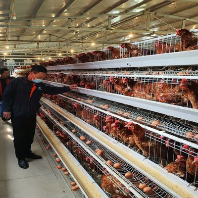 Οικονομικά αποδοτικό σύστημα κλωβού μπαταρίας τύπου A με εξαιρετικό αερισμό για πτηνοτροφεία 3 επιπέδων/4 επιπέδων