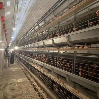 Συστήματα αυτοματοποιημένου στρώματος μπαταρίας H-Type με ζεστό γαλβανισμένο χάλυβα για 15-20 χρόνια ζωής και αυτοματοποιημένη συλλογή αυγών