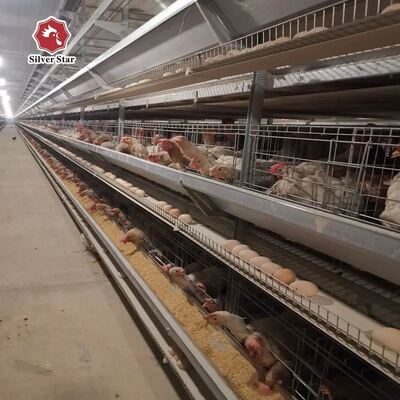 Συστήματα κλουβιών με μπαταρία τύπου H για 50.000 + πουλιά με ζεστό γαλβανισμένο χάλυβα και πλήρη αυτοματοποίηση