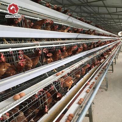 Οικονομικά αποδοτικό στρώμα κλουβιών τύπου Α τριών επιπέδων με γαλβανισμένο χάλυβα και αυτόματο σύστημα σίτισης για εκμεταλλεύσεις πουλερικών