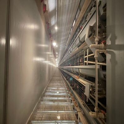 Τυποποιημένα κλουβιά κοτόπουλου Ανθεκτικοί στη διάβρωση Διαρκής εξοπλισμός πουλερικών κατάλληλος για μεγάλες εκμεταλλεύσεις