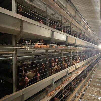Automatic Poultry Farm Equipment High-Density H-Type Layer Battery Chicken Cage System for Egg Production Farm
