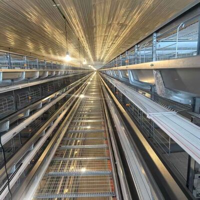 Κλουβί κοτόπουλου 4 στρώσεων με τροφοδοσίες κατάλληλο για εντατική στρώση κοτόπουλου και απλοποιημένες λειτουργίες σίτισης