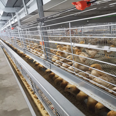 60-144 Broiler Poultry Equipment , ISO9001 Wire Bird Breeding Cages