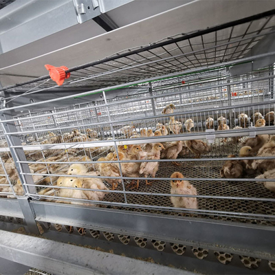 Hot Galvanized Steel Broiler Cage System For Chicken Farm
