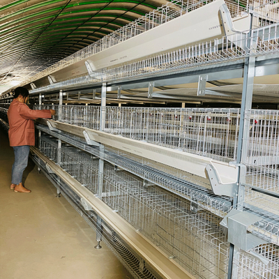 H Type 3 Tiers Layer Chicken Cage System 120 Birds / Set